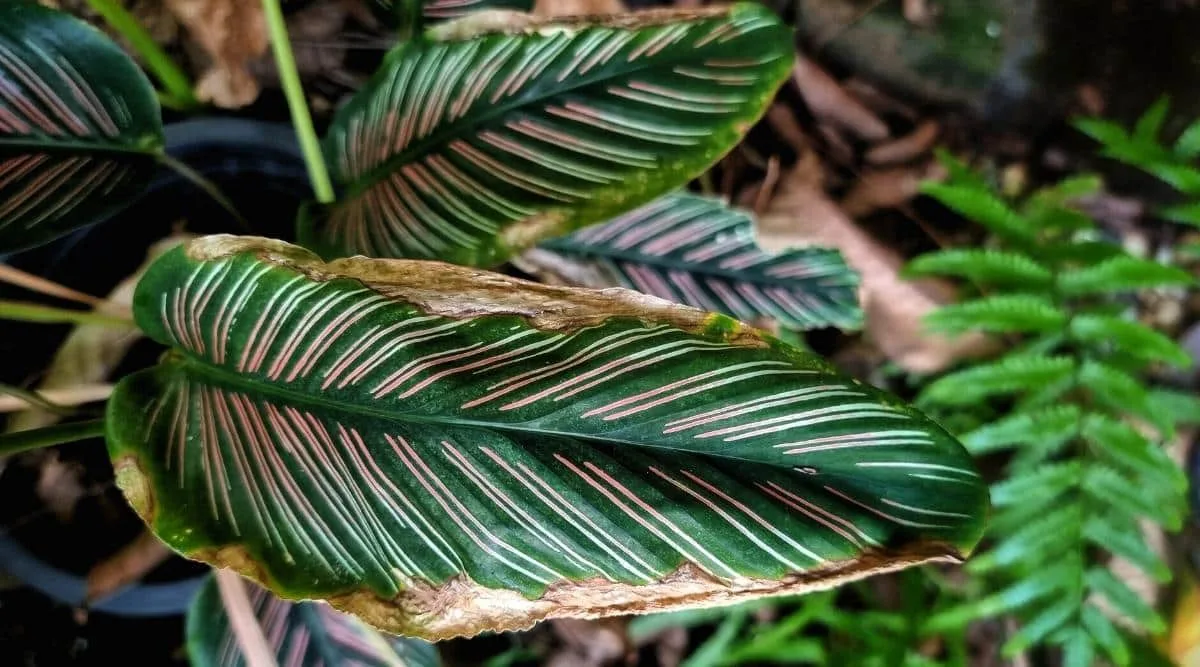 calatheas