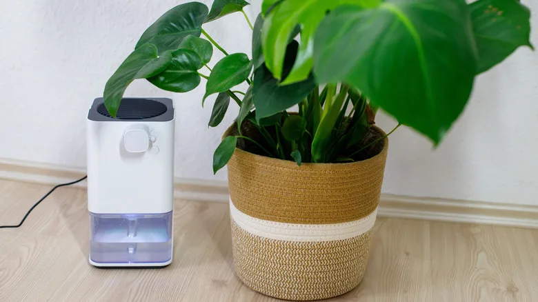 can dehumidifier water be used for plants