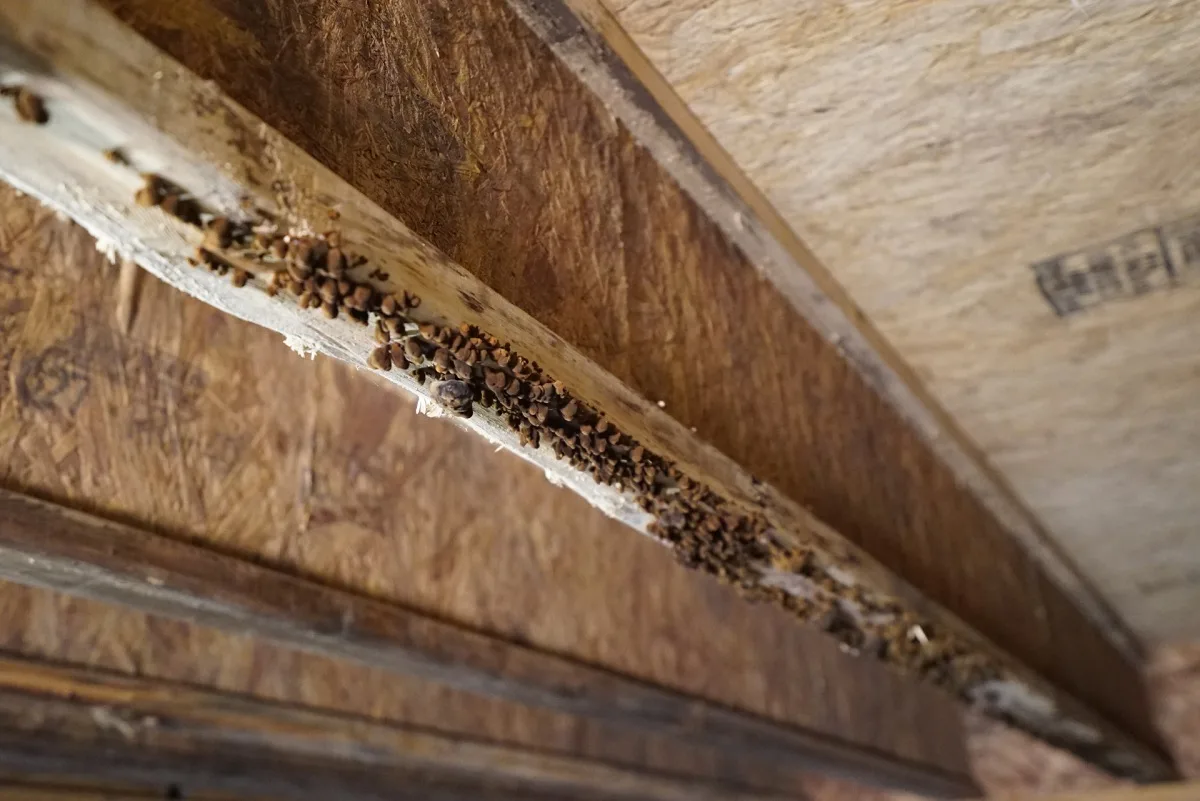 crawl space mold growth