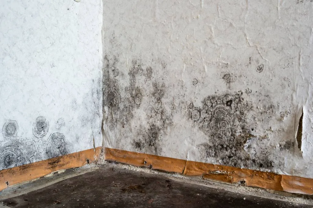 mold and mildew growth