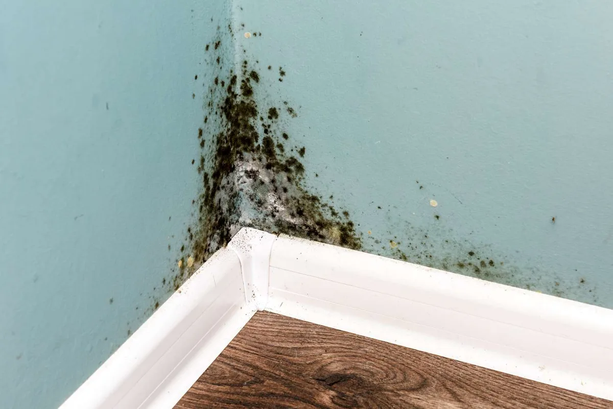 mold-growth humidity threshold