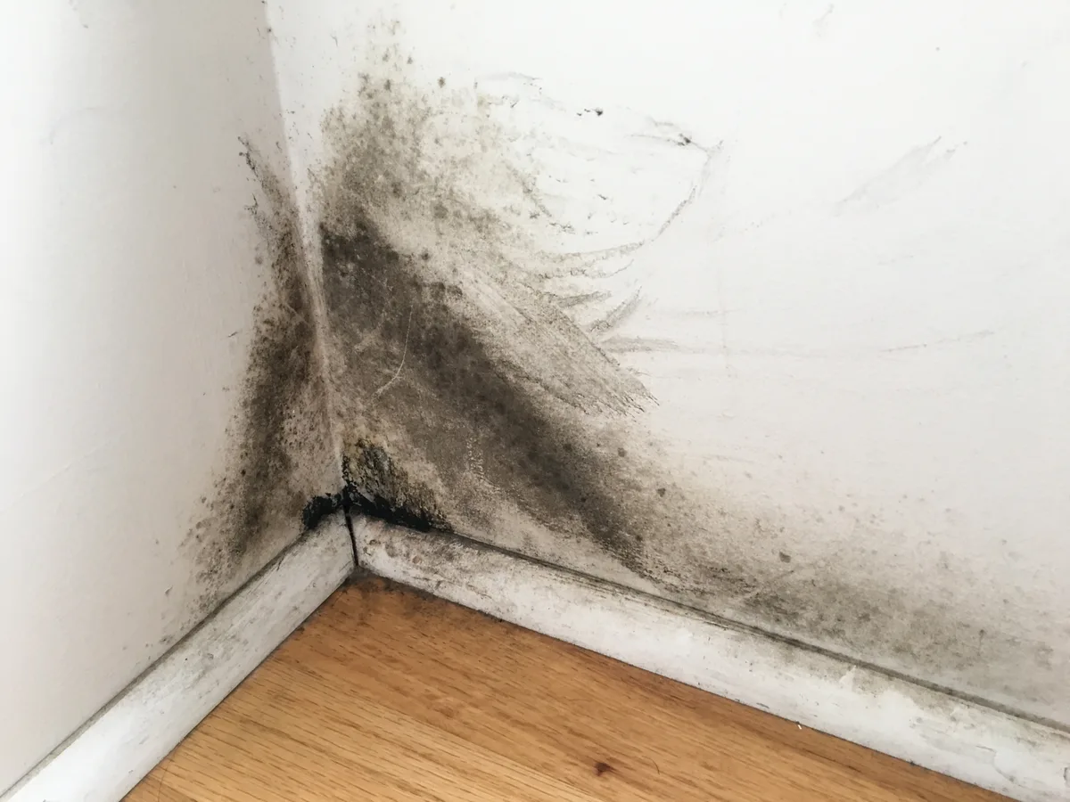 mold growth