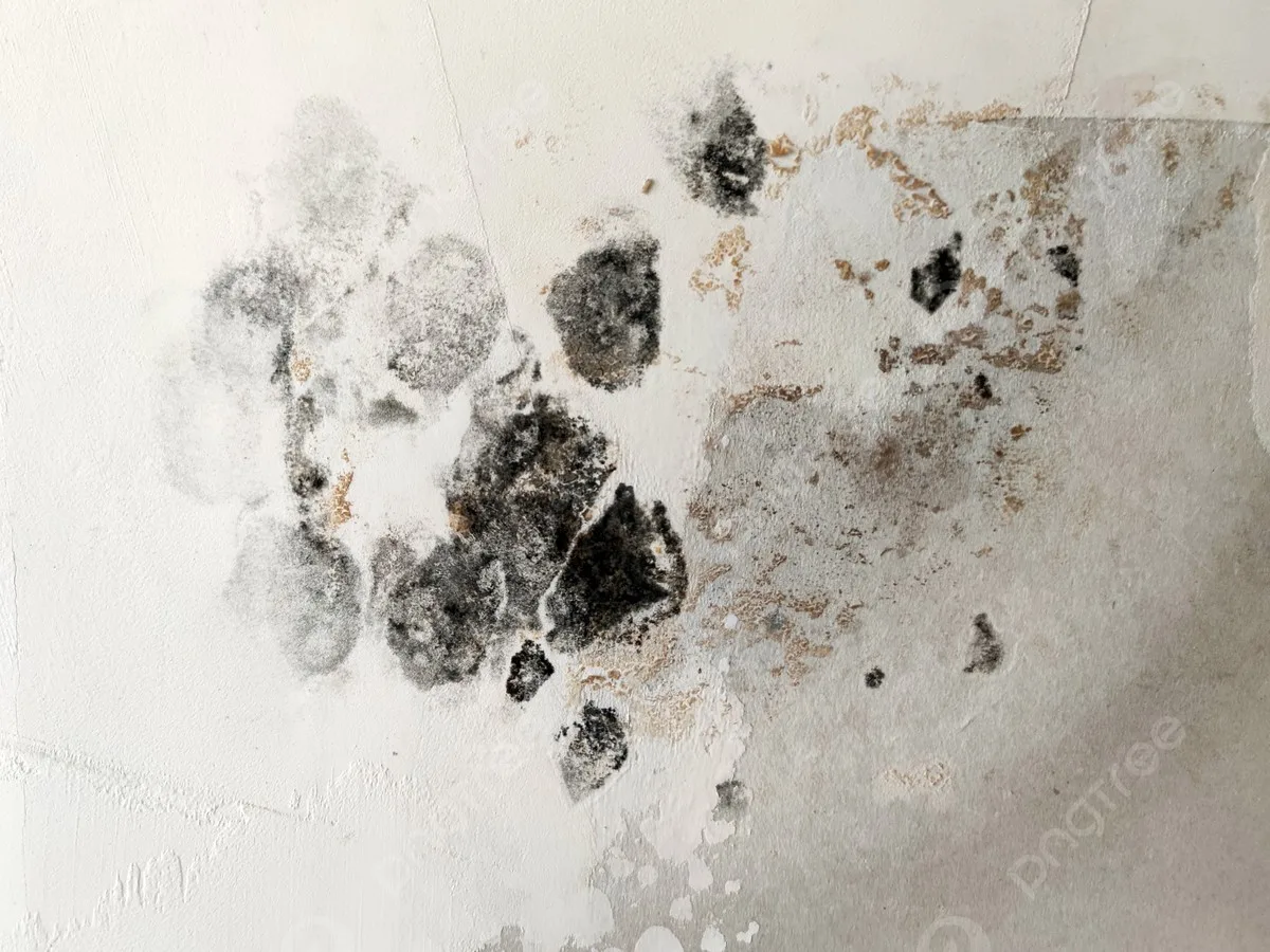 mold growth on drywall